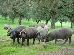 El «Ibérico» es una raza porcina autóctona española